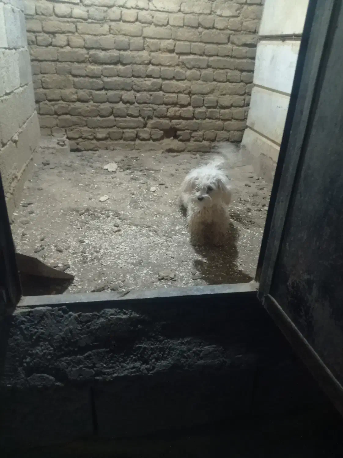 سگ شیتزو|سگ|ارومیه, |دیوار