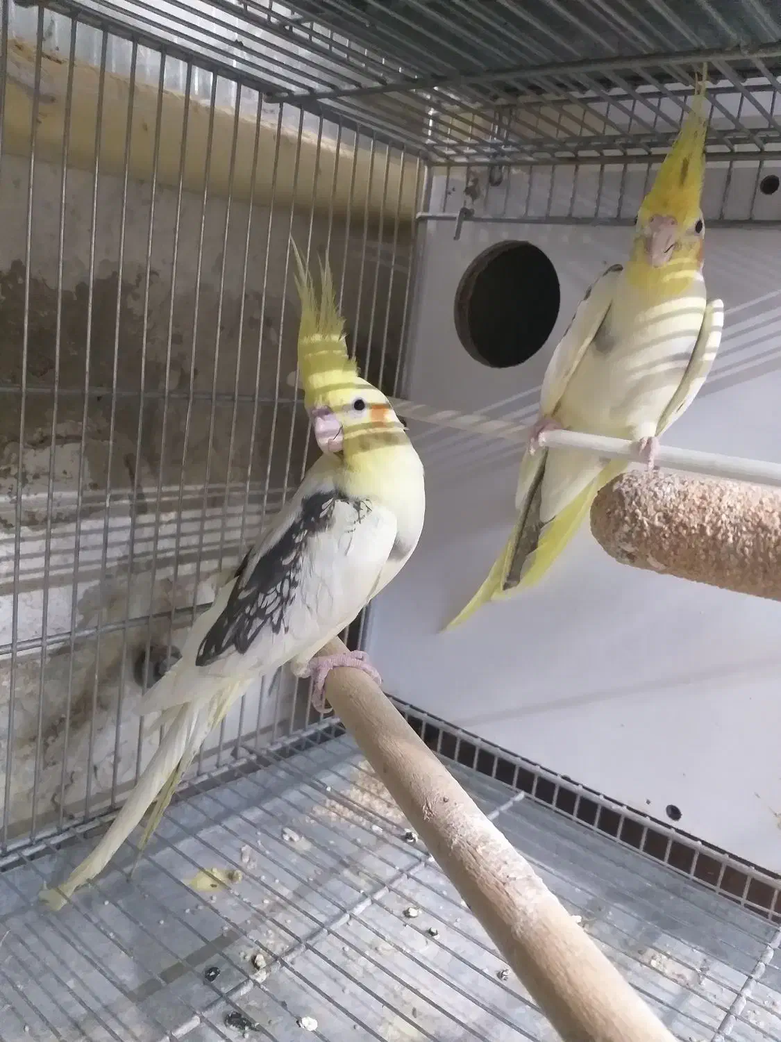 طوطی|پرنده|کرج, برغان|دیوار