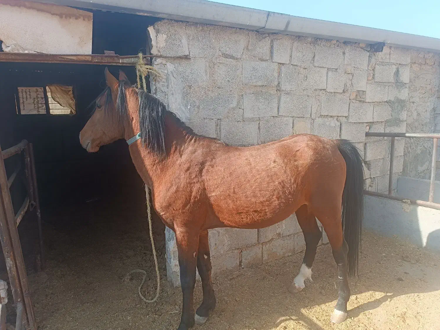 اسب کرد خالص|اسب و تجهیزات اسب‌سواری|الیگودرز, |دیوار