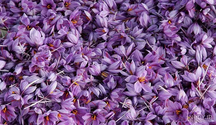 گل زعفران فروشی|خوردنی و آشامیدنی|فردوس (خراسان), |دیوار