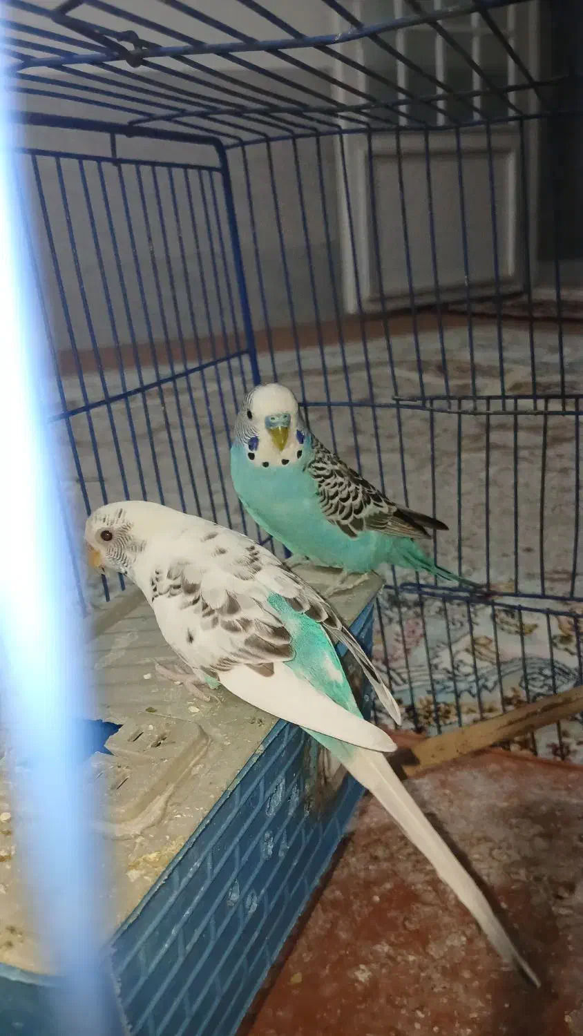 مرغ عشق|پرنده|مرودشت, تخت جمشید|دیوار