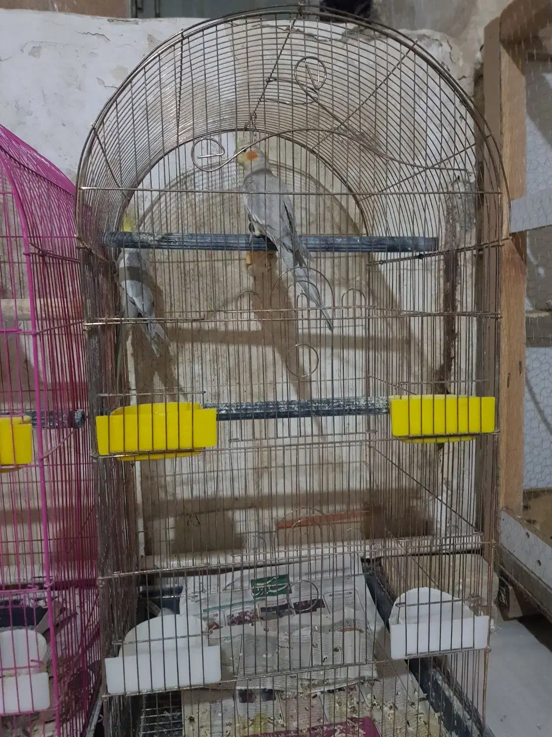 عروس هلندی جفت مولد|پرنده|ساوه, |دیوار