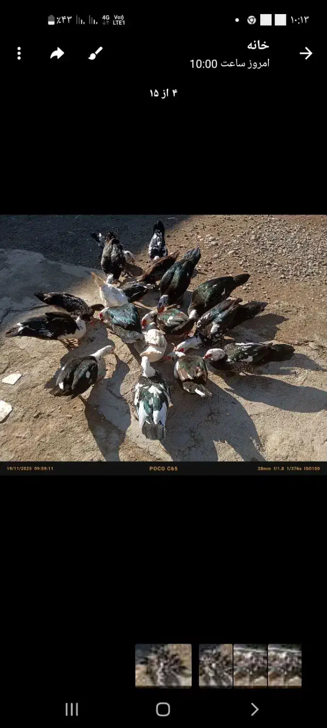 اردک|حیوانات مزرعه|انبارآلوم, |دیوار