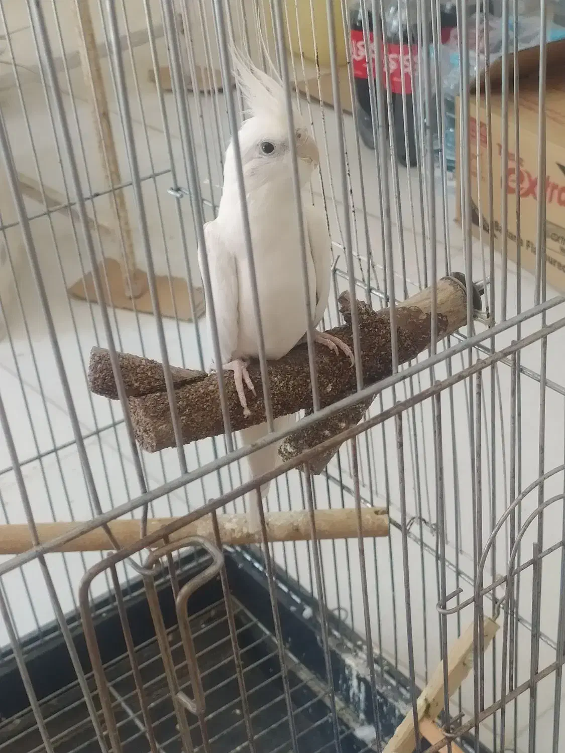 عروس هلندی|پرنده|جهرم, |دیوار