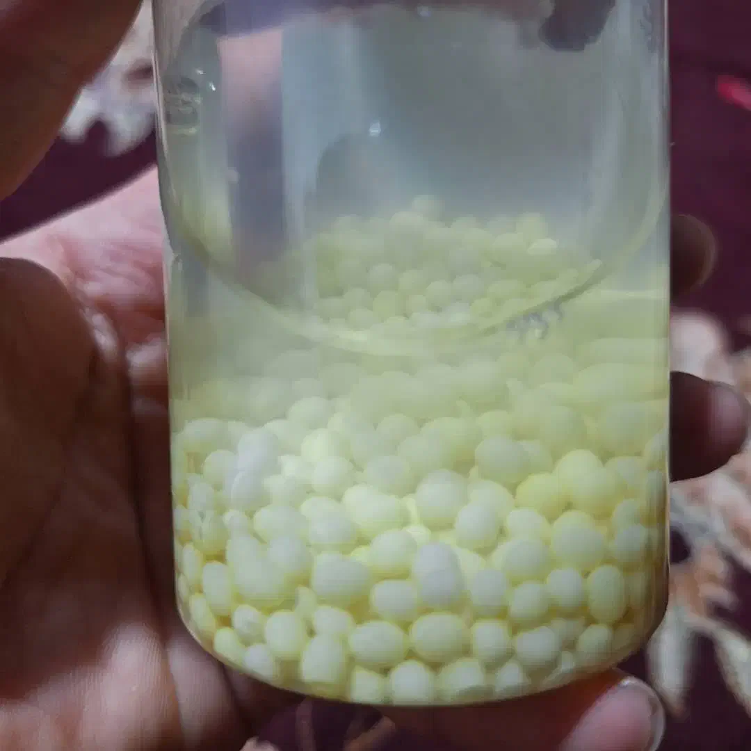 فروش حلزون.تخم حلزون|خزنده|شیراز, گویم|دیوار