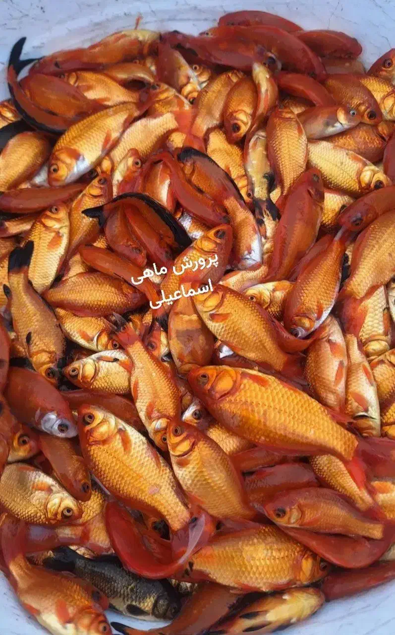 ماهی گلدفیش|ماهی|قم, شهر قائم|دیوار