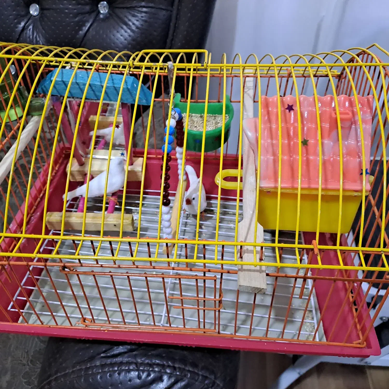 فنچ نر و ماده|پرنده|تبریز, |دیوار