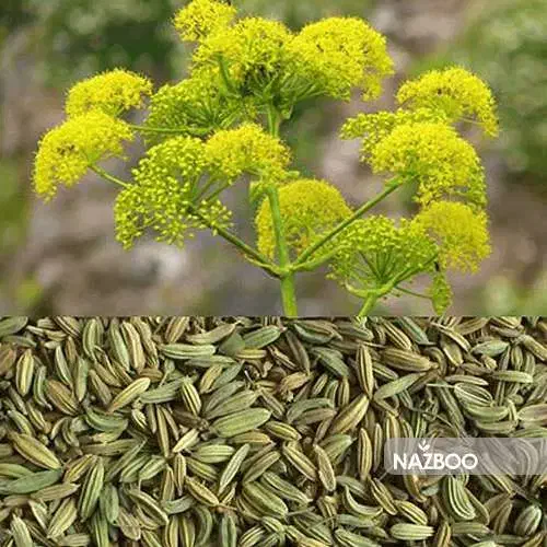 آموزش مزاج شناسی و گیاه شناسی|خدمات آموزشی|کرمان, |دیوار