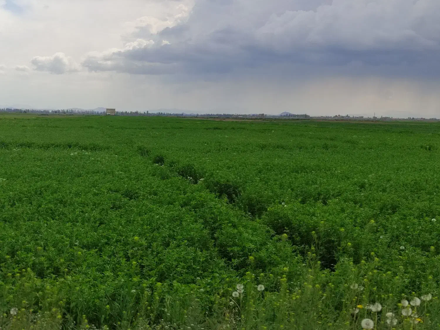 بذر خلر|گل و گیاه طبیعی|بهبهان, |دیوار