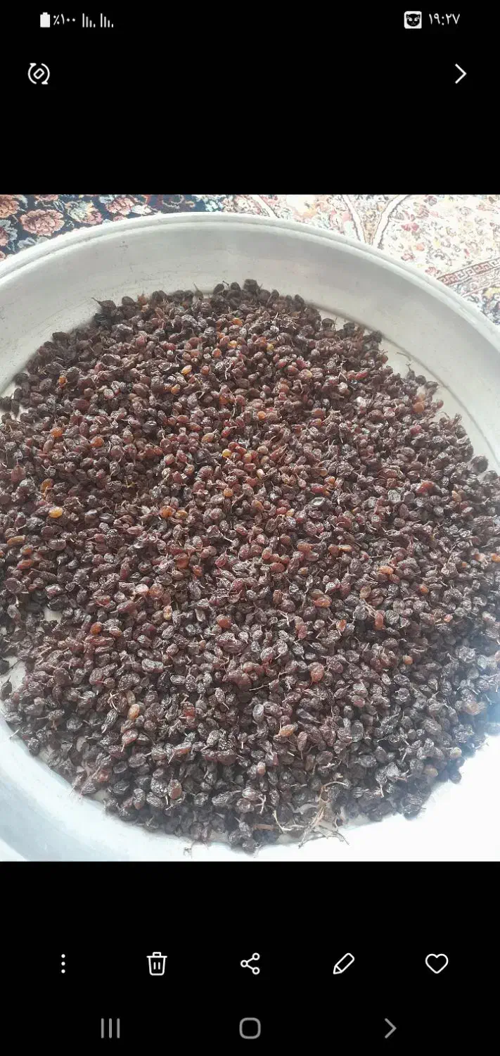 مویز اصل پاک شده کشمش آفتابی بیدانه|خوردنی و آشامیدنی|دشتابی, |دیوار