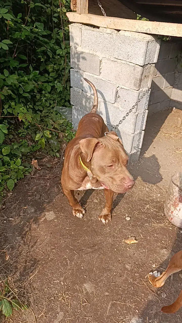 واگذاری پیتبول بولی ۲ساله ماده توله دهی خوبی داره|سگ|املش, |دیوار