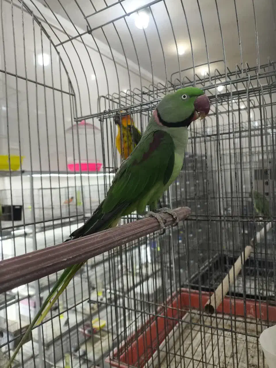 یک جفت شاه طوطی و ماده ملنگو|پرنده|اردکان, |دیوار