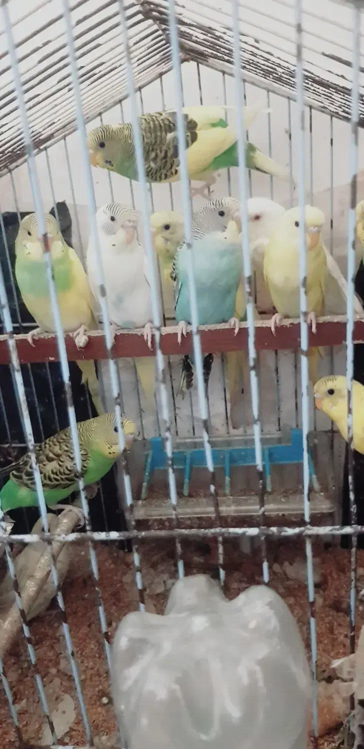 عروس هلندی ومرغ عشق|پرنده|گرگان, |دیوار