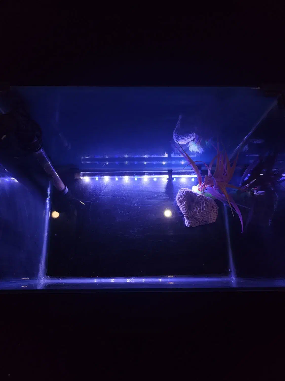 آکواریوم ضخیم شرکتی|ماهی|فردیس, شهرک سپاه|دیوار