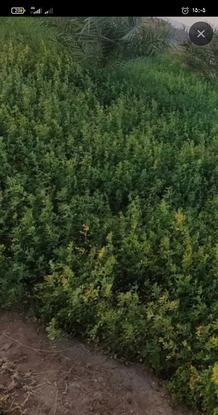 یونجه. ( علف پاک )|اجارهٔ دفتر صنعتی، کشاورزی، تجاری|بم, |دیوار