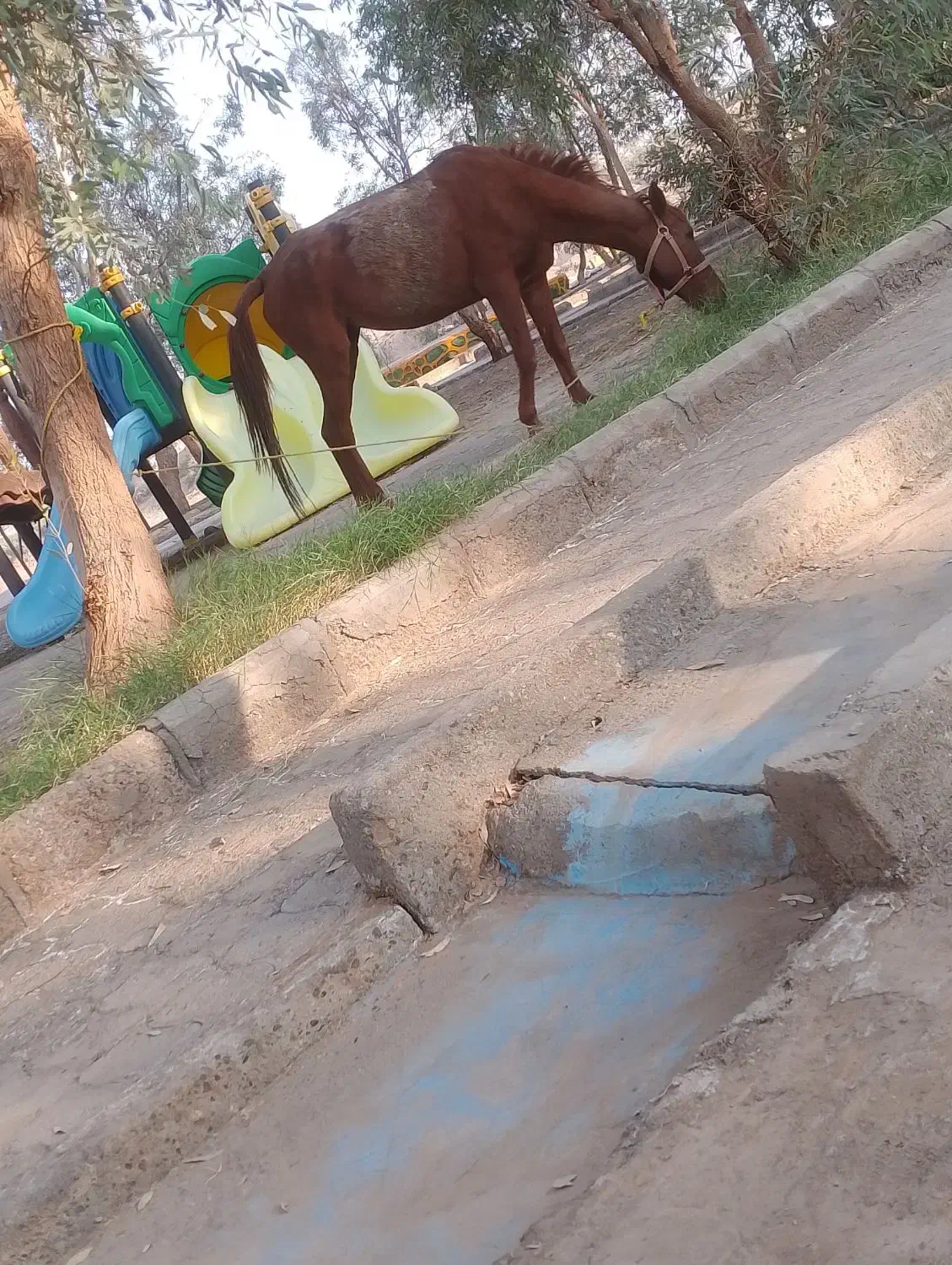 اسب مادیون سهساله|اسب و تجهیزات اسبسواری|فهرج, |دیوار