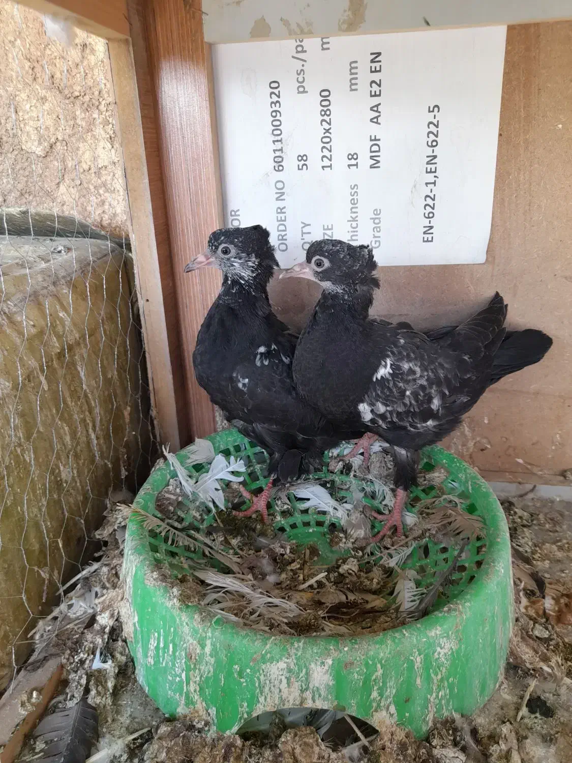 کبوتر بهبونی|پرنده|شیراز, شیخ علی چوپان|دیوار