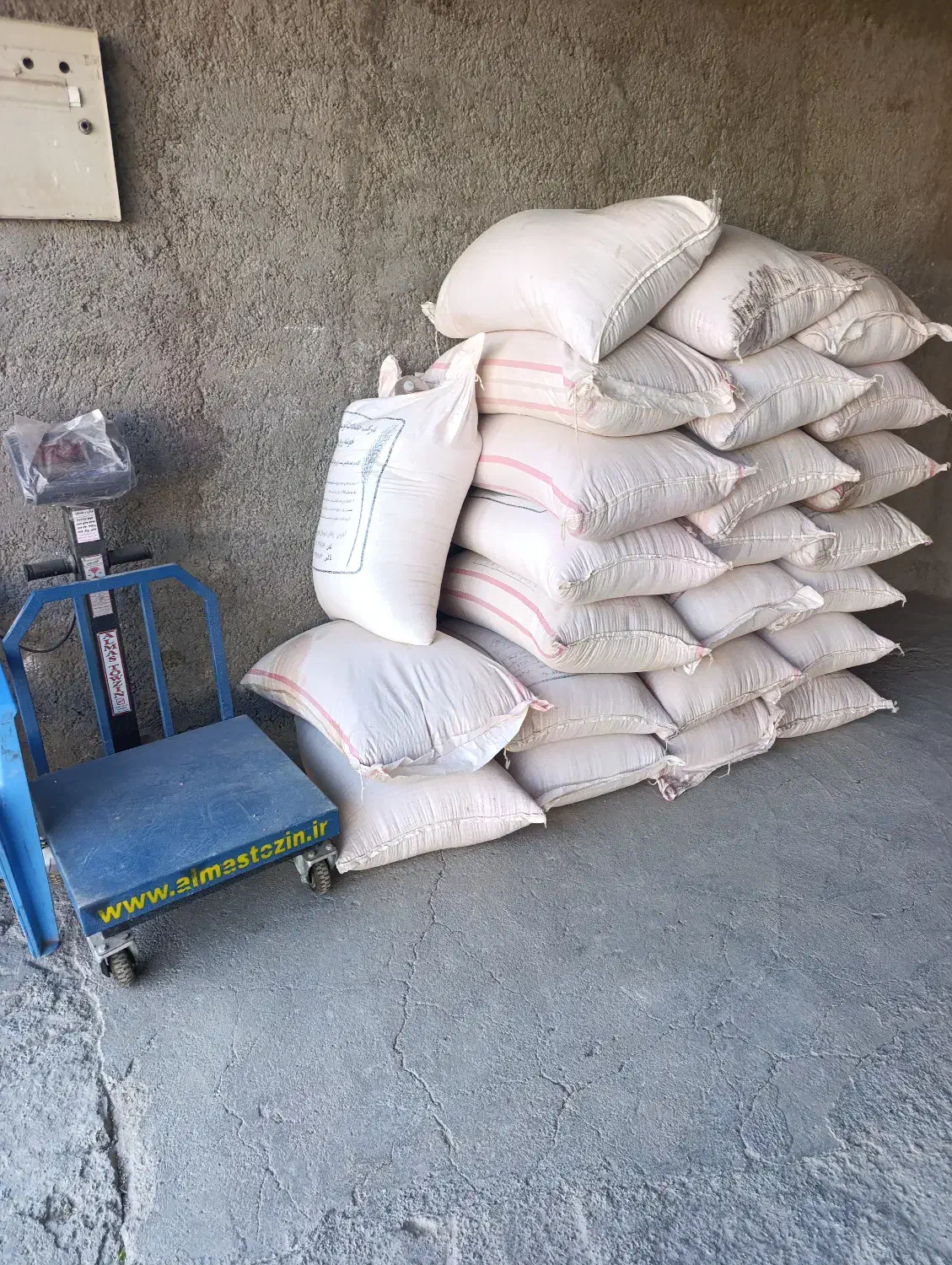 بذر گندم آبی رقم پیشگام|خدمات باغبانی و درختکاری|زنجان, |دیوار