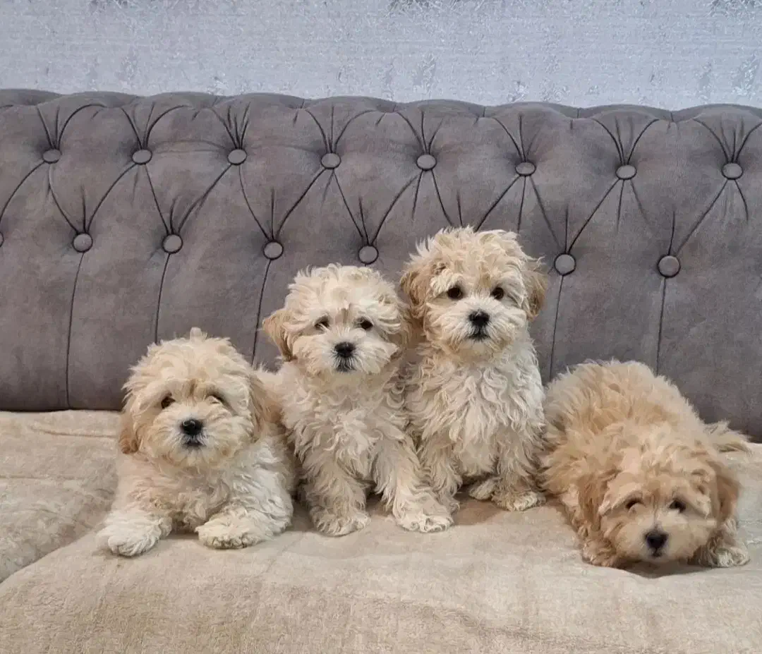 سگ نژادمالتیپوعروسکی|سگ|سبزوار, پاسداران|دیوار