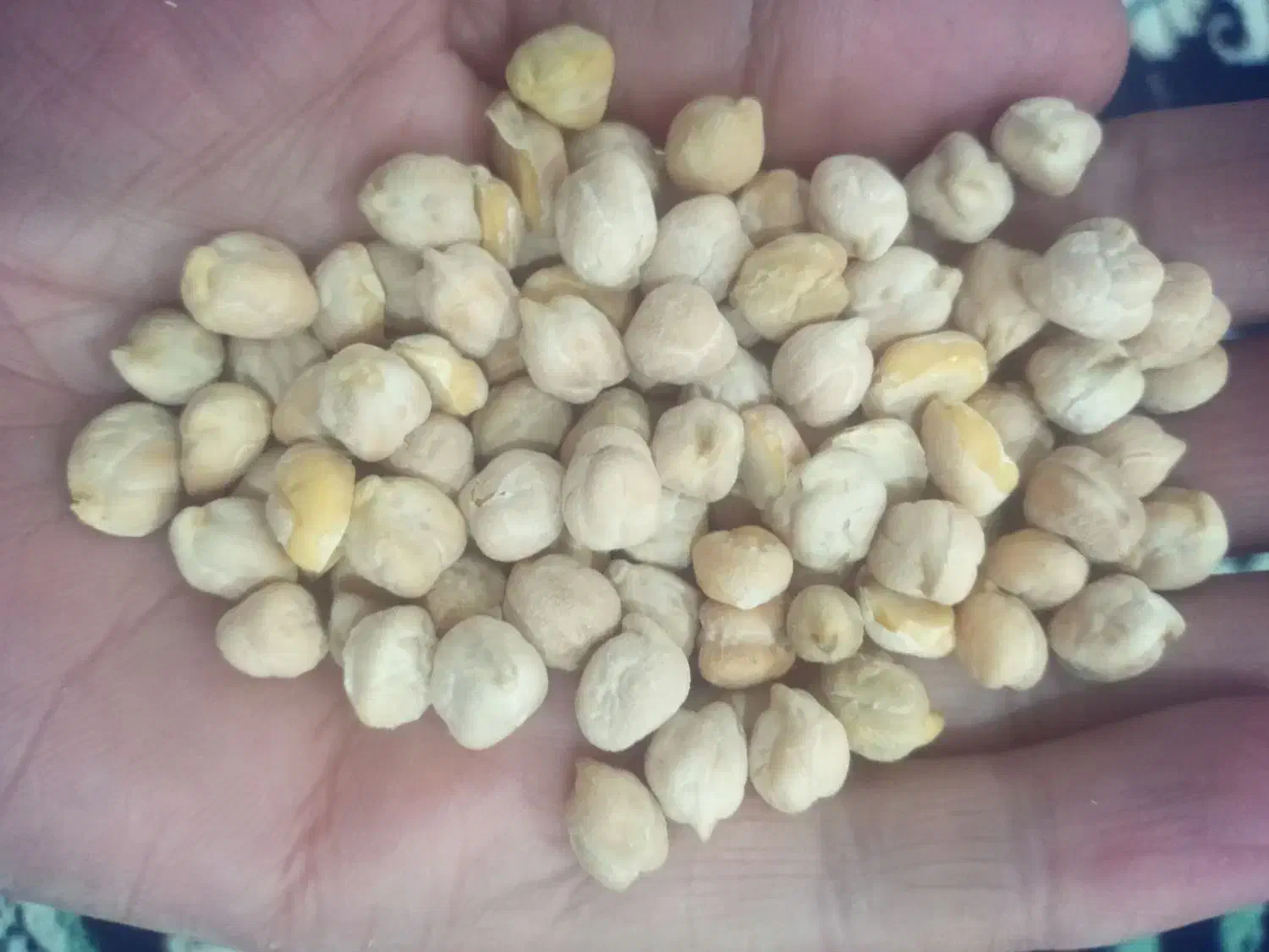 نخود تازه امسال|خوردنی و آشامیدنی|نهاوند, |دیوار