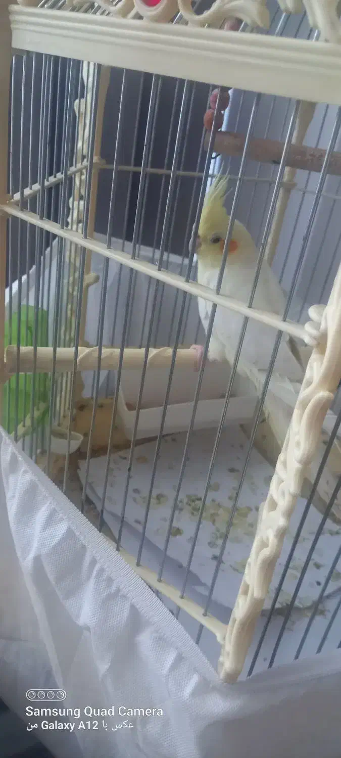 عروس هلندی نر و ماده|پرنده|تهران, جلیلی|دیوار