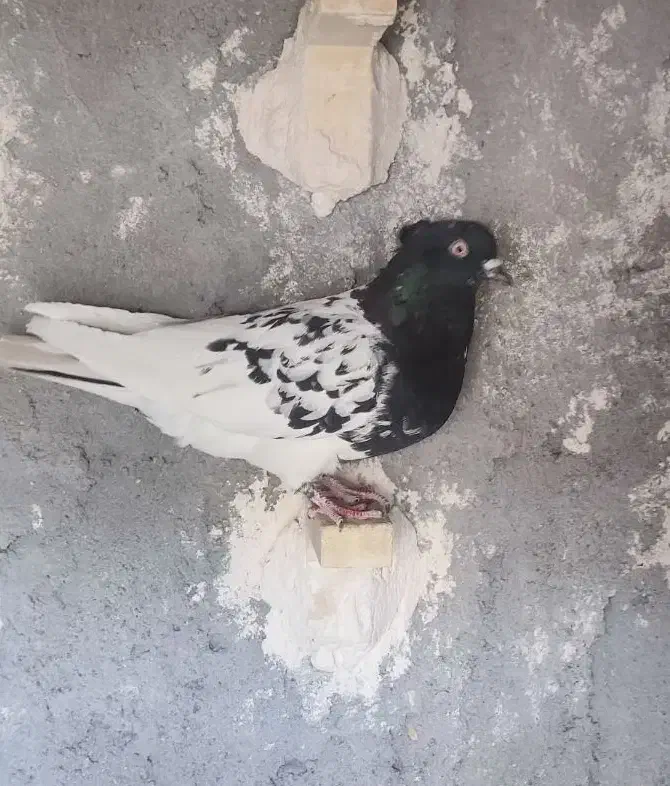 کفتر|پرنده|کرمان, |دیوار