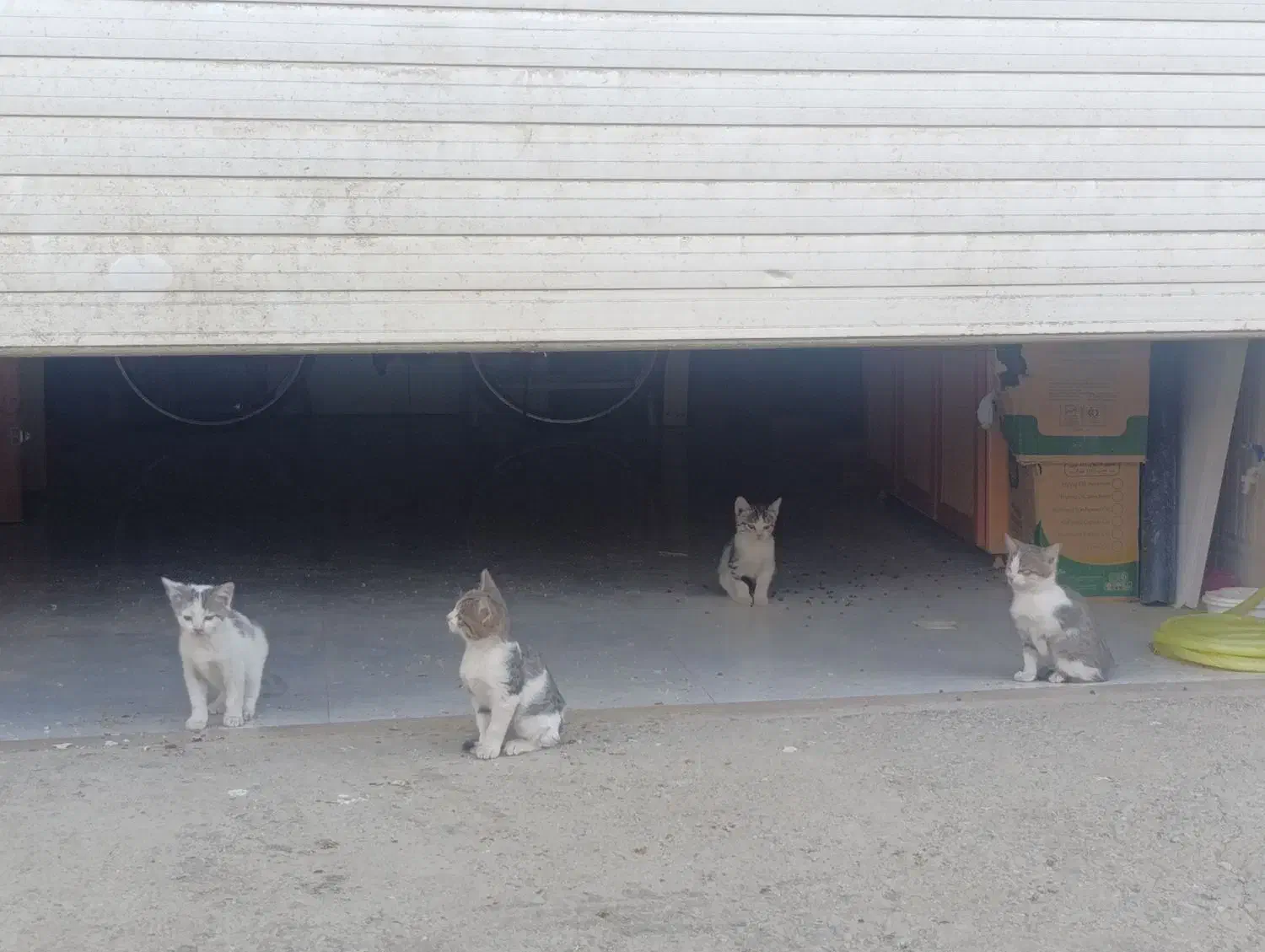 گربه خانگی|گربه|بوکان, |دیوار