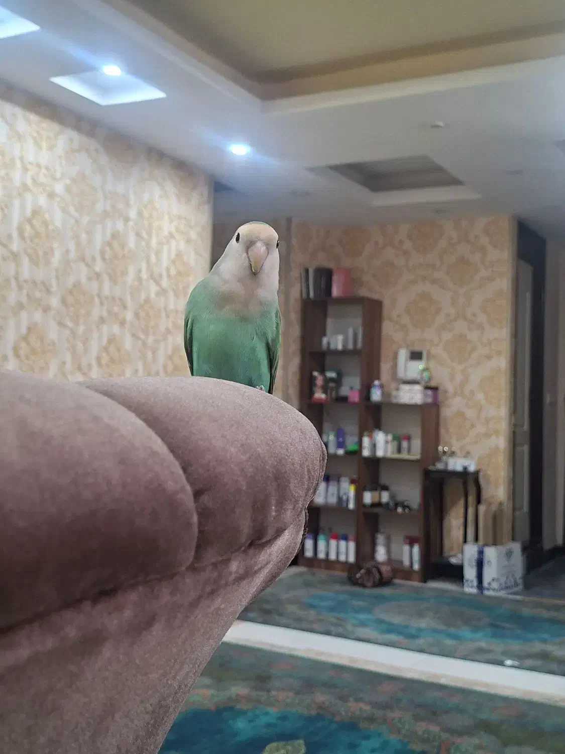 گمشده|حیوانات|اهواز, شهرک برق|دیوار