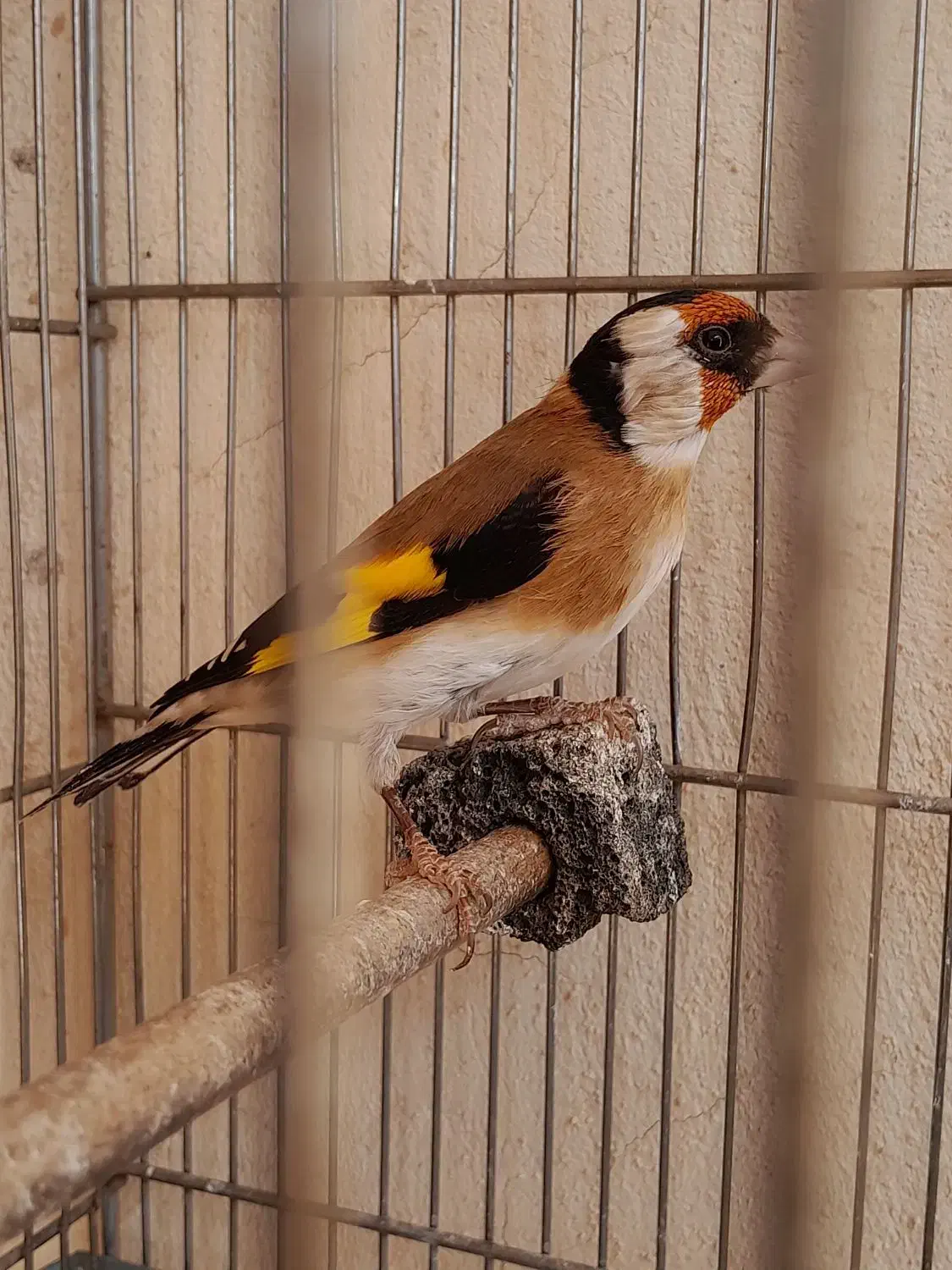 جوجه سهره نر امسال شیک و زیبا|پرنده|ماهیدشت, |دیوار