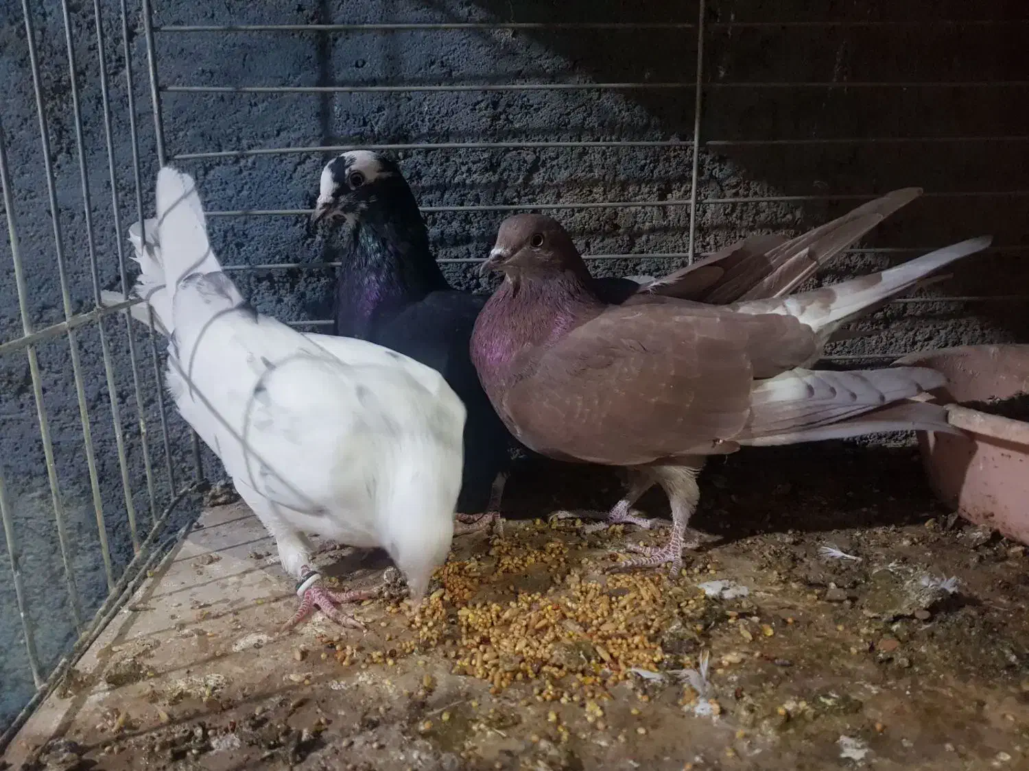 کفتر شکار|پرنده|یزد, |دیوار