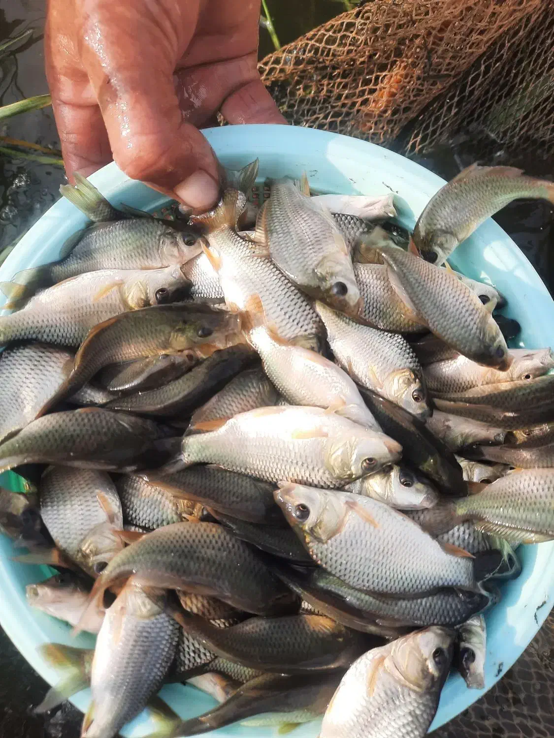 ماهی کپور|ماهی|اصفهان, باتون|دیوار