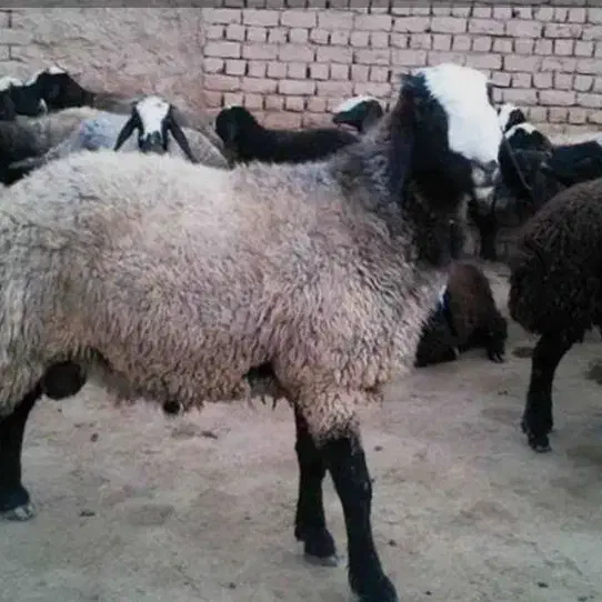 بره|حیوانات مزرعه|قیدار, |دیوار