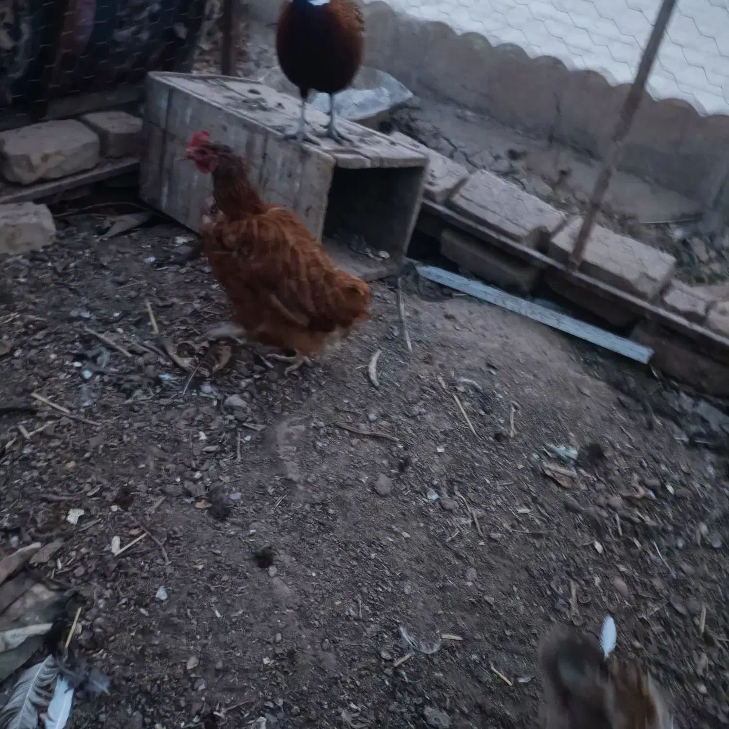 فروش سه عدد مرغ محلی وبوقلمون|حیوانات مزرعه|عطاملک, |دیوار