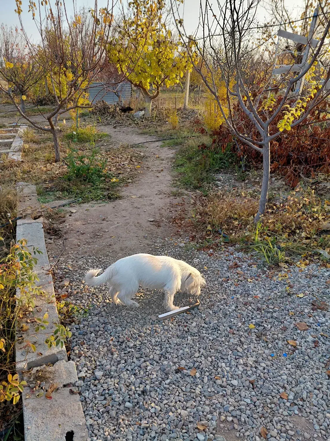 سگ پاکوتاه|سگ|سهند, |دیوار