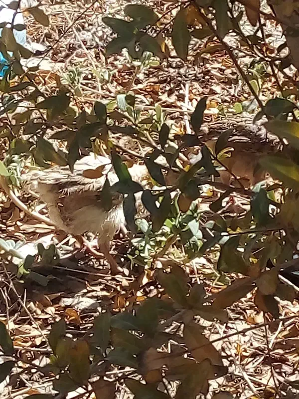 مرغ محلی4تا|حیوانات مزرعه|زهک, |دیوار