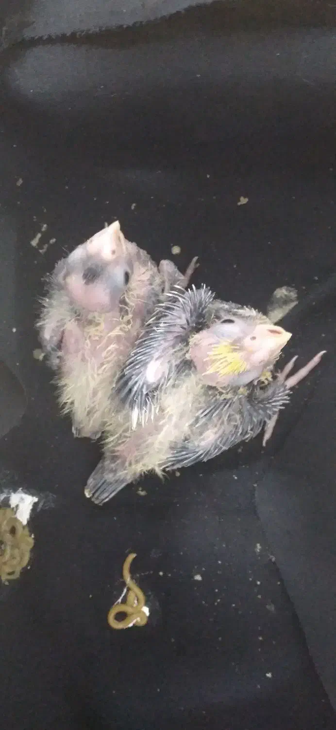 جوجه عروس سرلاکی|پرنده|کنگاور, |دیوار