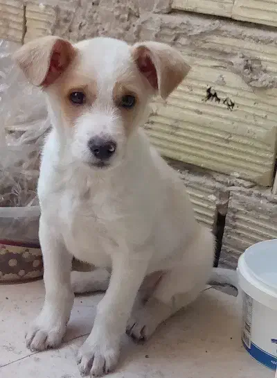 واگذاری توله سگ پاکوتاه|سگ|رباطکریم, نصیرشهر|دیوار