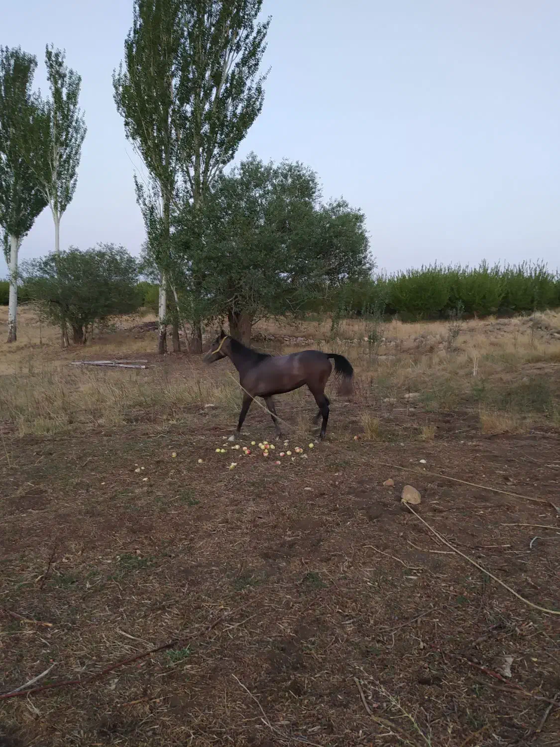 کره مادیان 30ماهه ترک دره شور|اسب و تجهیزات اسبسواری|سمیرم, |دیوار