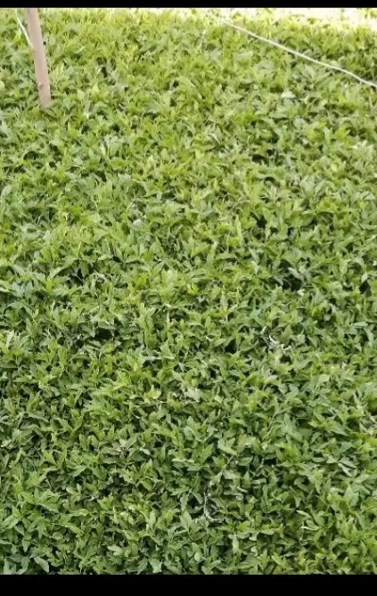نهال گوجه|عمده‌فروشی|نیشابور, ماروسک|دیوار