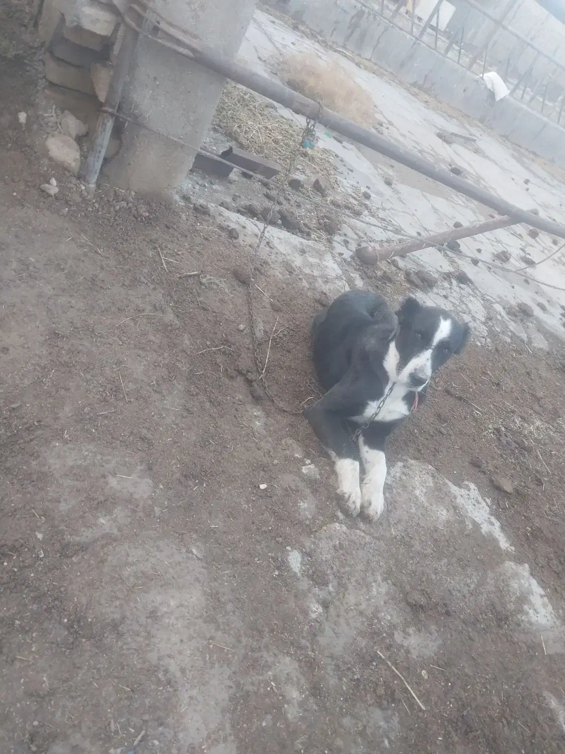 سگ گله|سگ|زرندیه, |دیوار