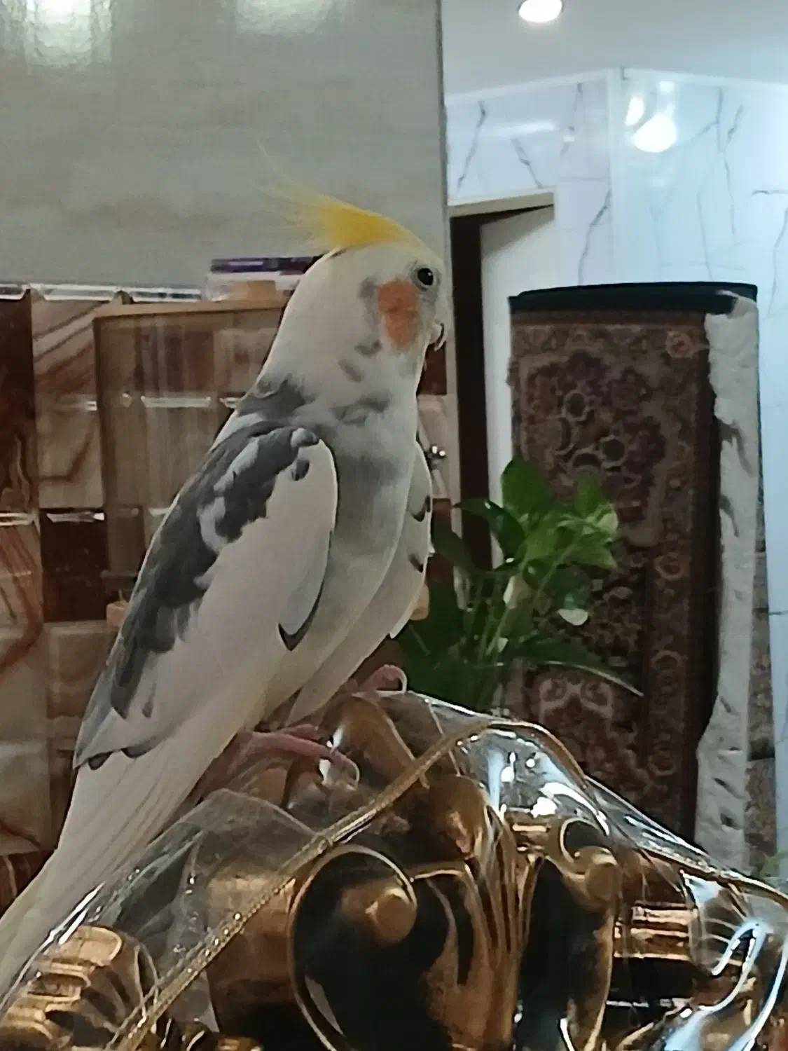 عروس هلندی|پرنده|کرج, کیانمهر|دیوار