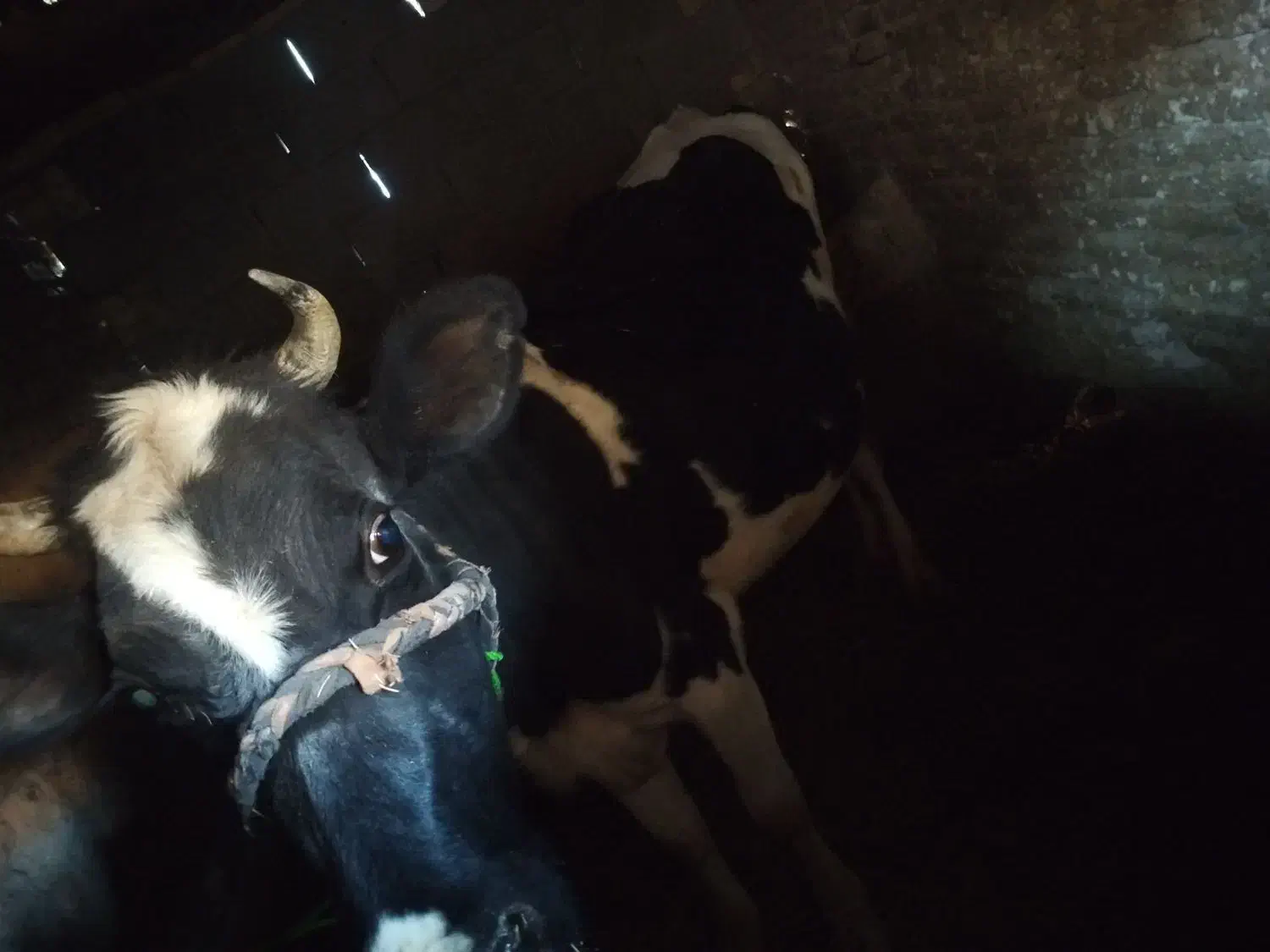 گاو|حیوانات مزرعه|ارمند, |دیوار