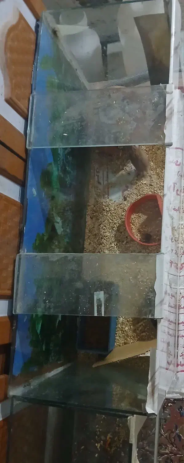 همستر با دو عدد آکواریوم|موش و خرگوش|زاهدان, |دیوار