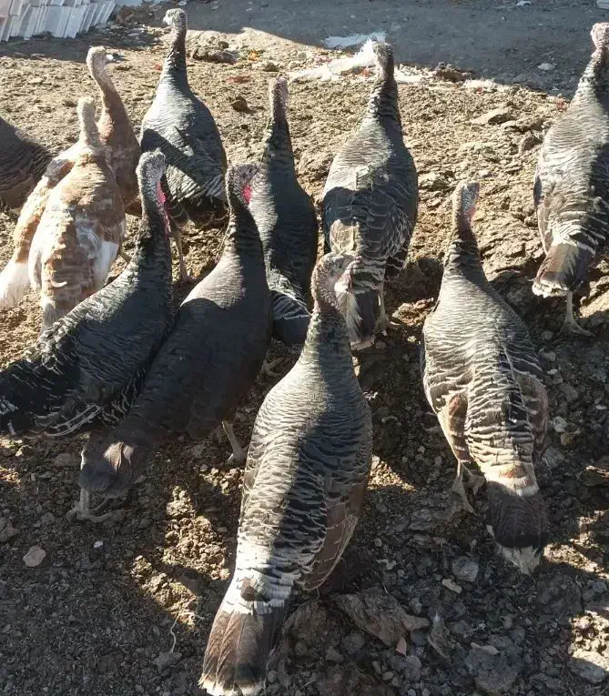 بوقلمون ماده|حیوانات مزرعه|مشگین شهر, |دیوار