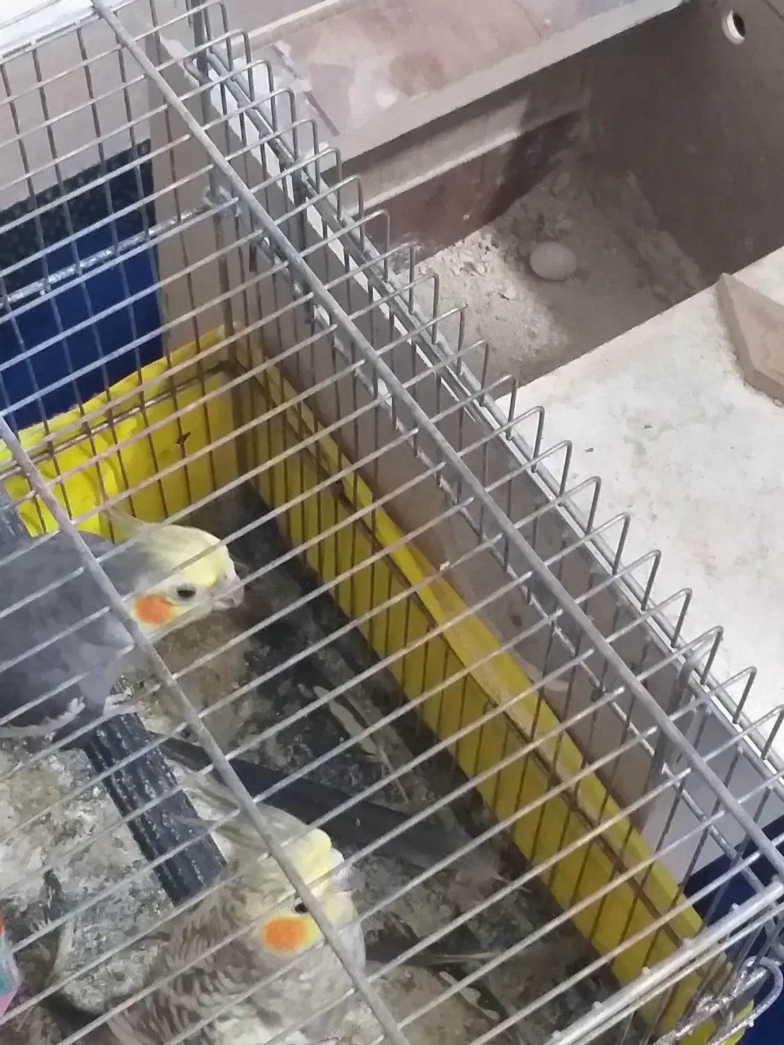 فروش یه جفت عروس هلندی|پرنده|اهواز, کوی رمضان|دیوار