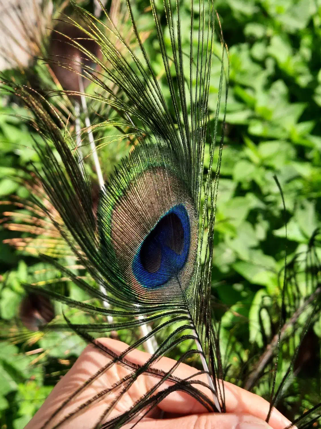 پرطاووس طبیعی|صنایع دستی و سایر لوازم تزئینی|رشت, هلال احمر|دیوار