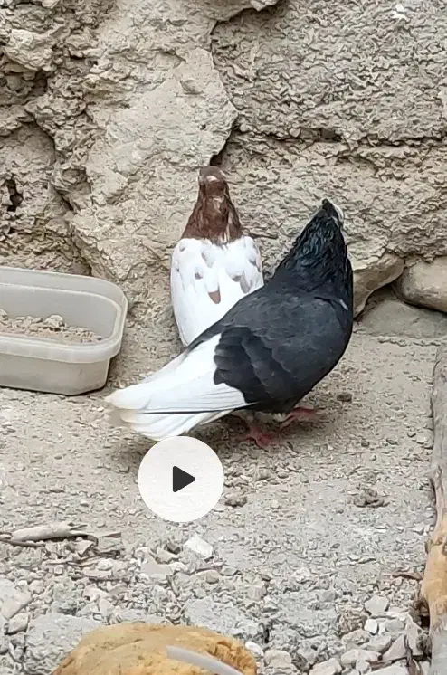 کبوتر|پرنده|برازجان, |دیوار