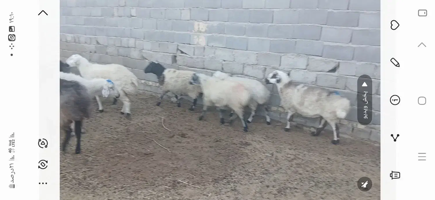 نه عدد میش آبستن|حیوانات مزرعه|مهریز, |دیوار