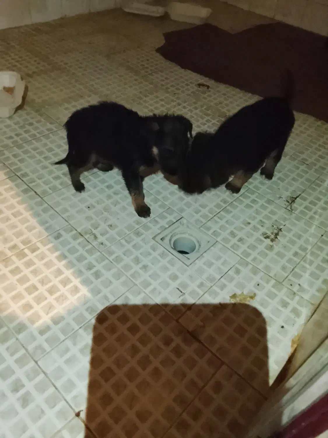 واگذاری سگ ژرمن|سگ|مشهد, کوشش|دیوار