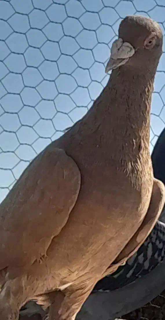 زرد پلاکی|حیوانات|شیراز, ریشمک|دیوار